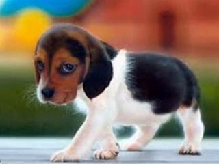 Pet store supplier Plantation FL