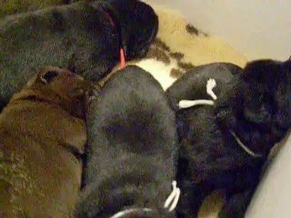 chiots labrador 2 semaines video 1