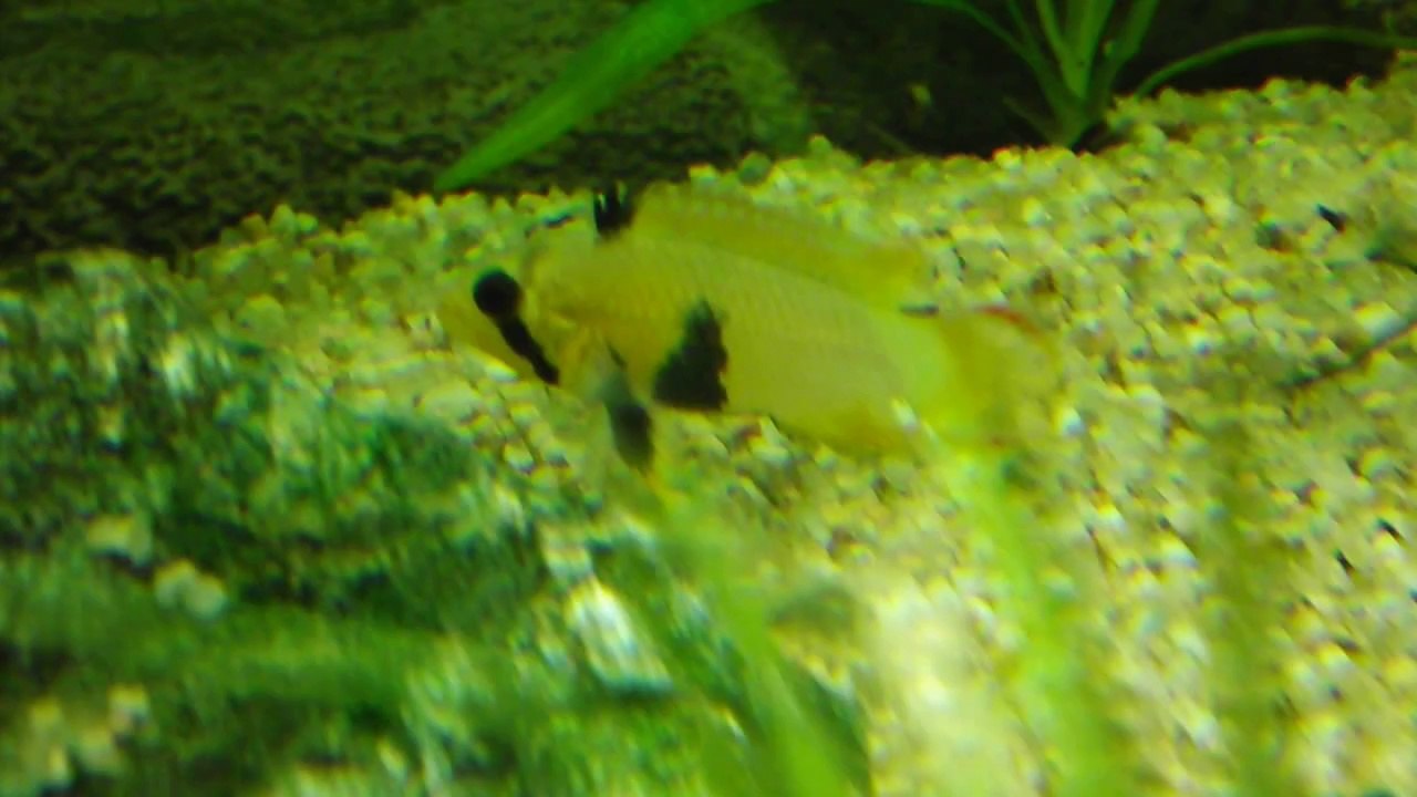 Apistogramma panduro