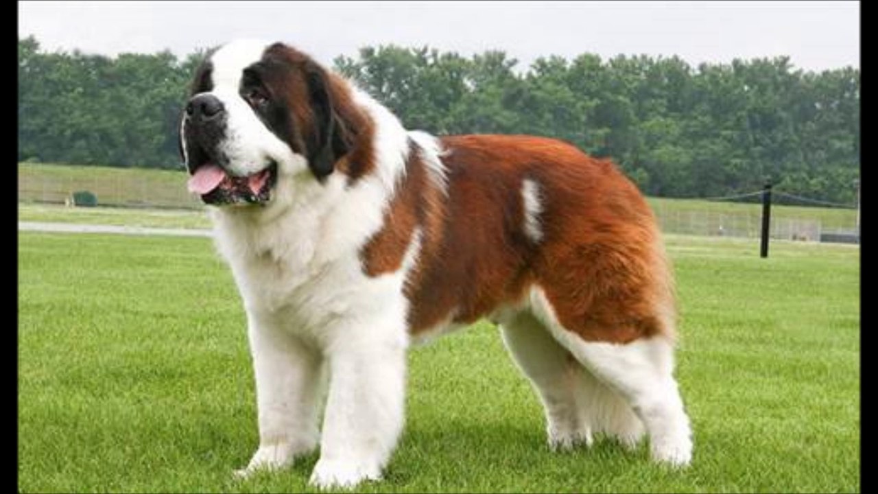 Dünya'nın En Güçlü Köpekleri