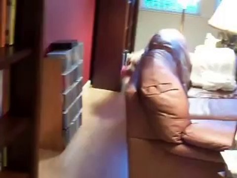 dog tricks Golden Retriever Grace cleans the house