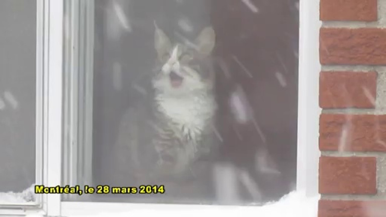 Hiver au Québec: Chat désespéré (28 mars 2014)