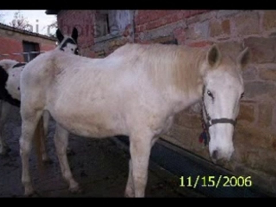 Mes petits z'amours.