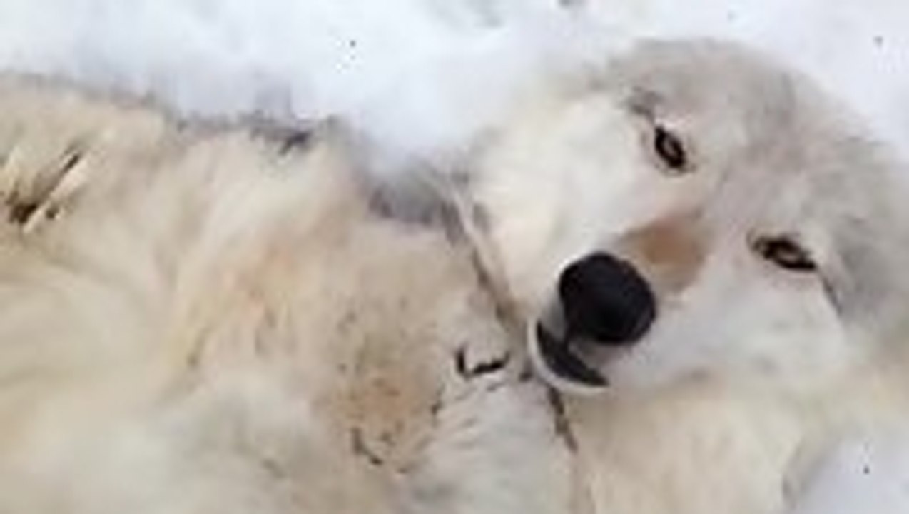 Wolf Belly Rubs