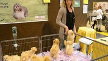 Saint-Laurent-Blangy : on se bouscule au salon du chiot ce week-end