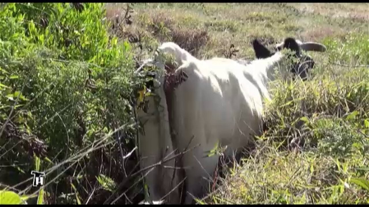 Часть 3. Большой обман острова Пасхи