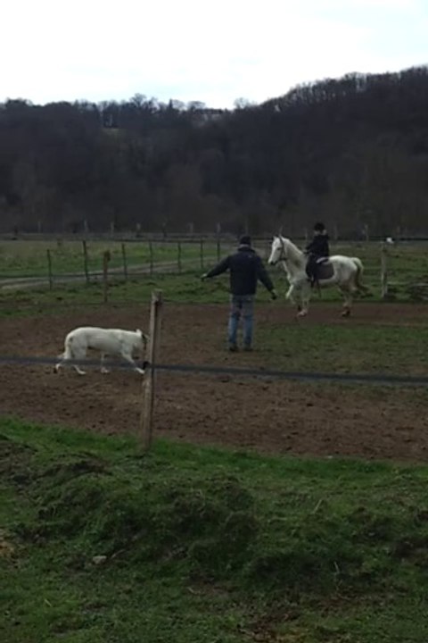 Poney 010314 4/6