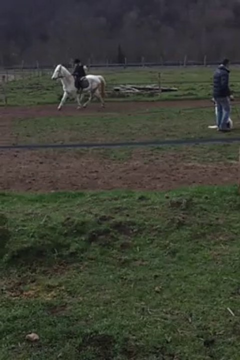 Poney 010314 5/6