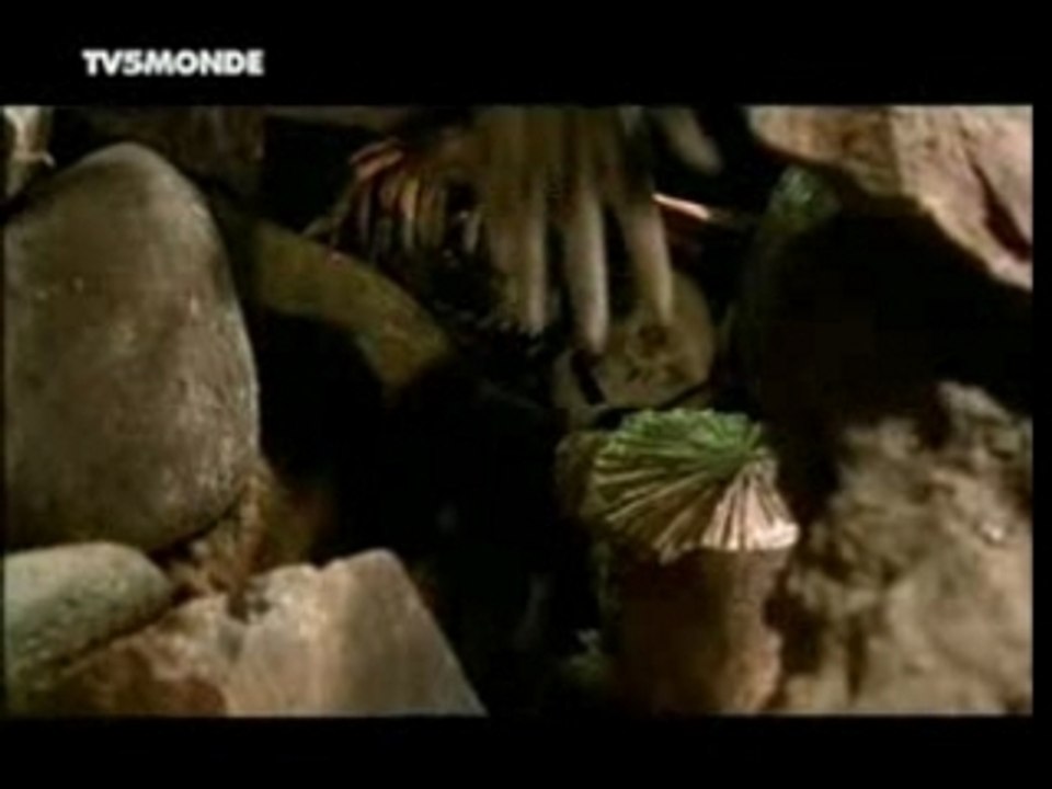 néandertal et Sapiens