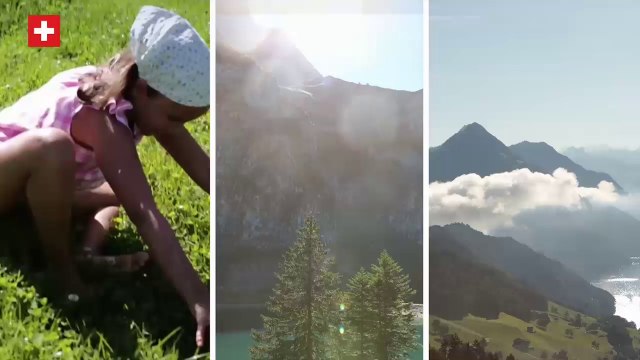 Daylong Bebek, Çocuk ve Yetişkin Güneş Bakım Ürünleri