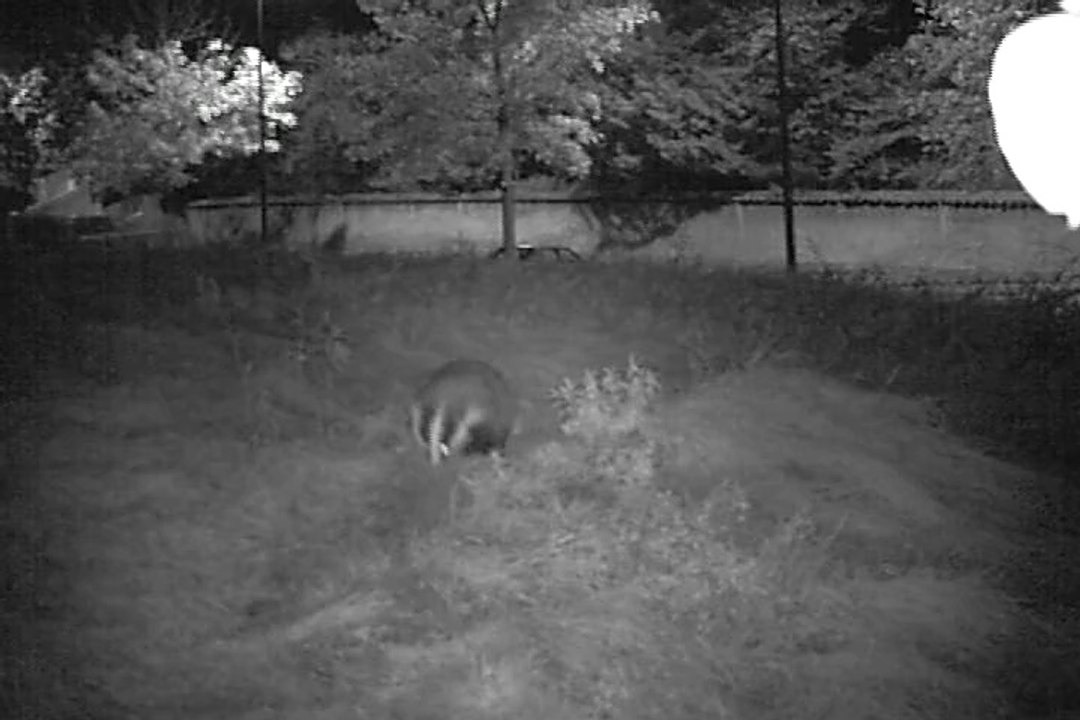 La litère du blaireau