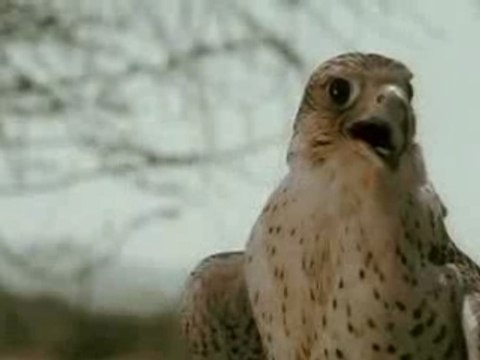 Laura pausini je chante Io canto