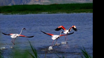 RUHİ SU_ALLI TURNAM BİZİM ELE VARIRSAN