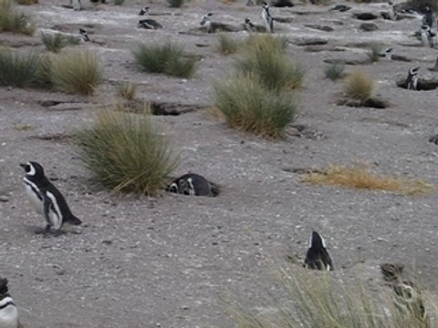 manchots de Magellan