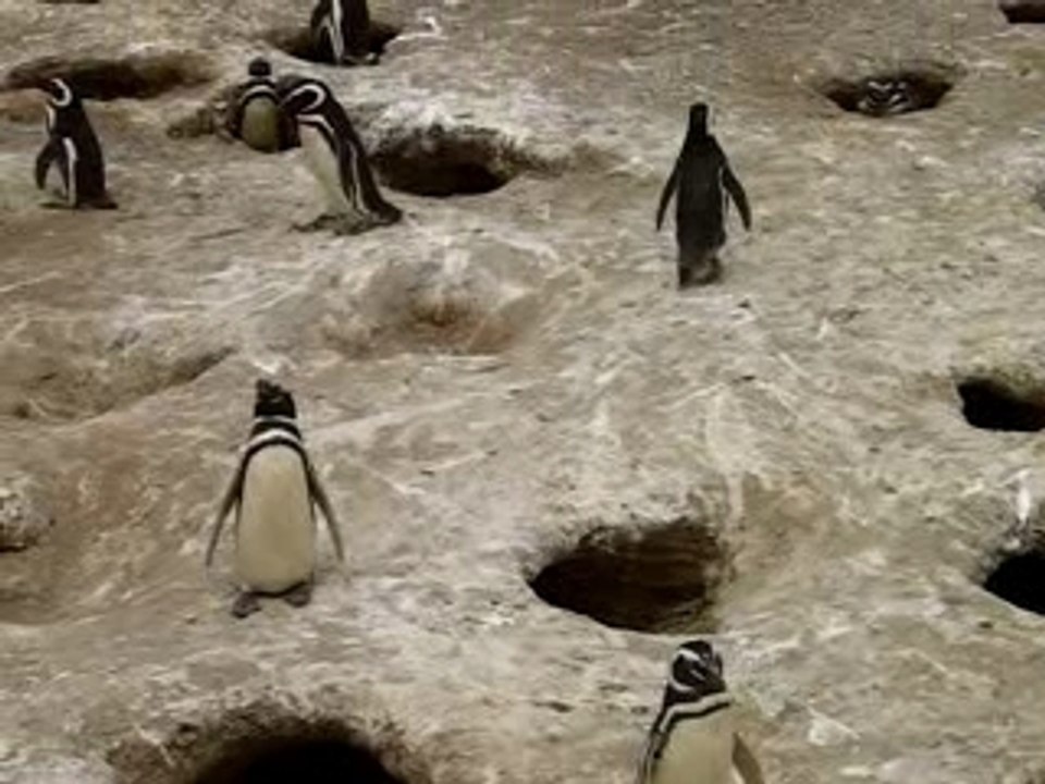 manchots de magellan punta tumbo