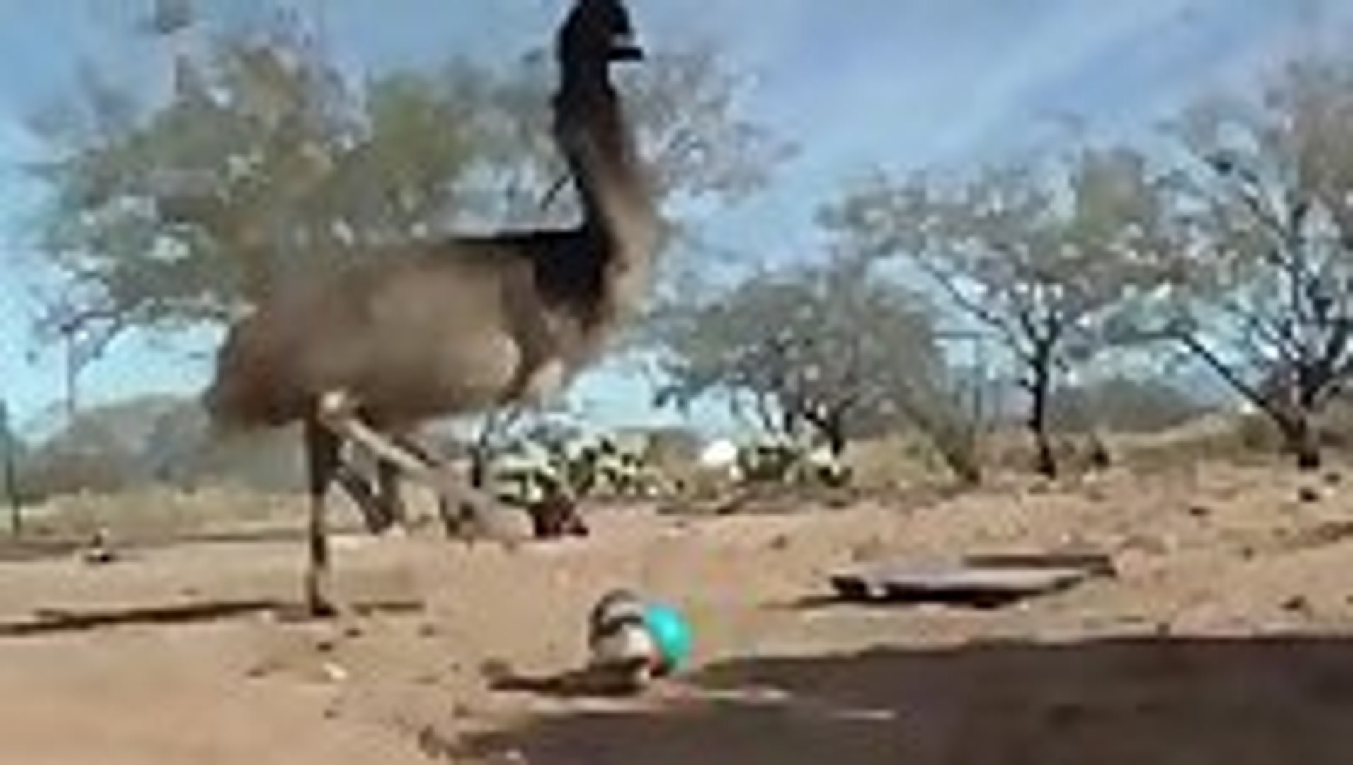 Ostriches freaking out over weasel ball toy