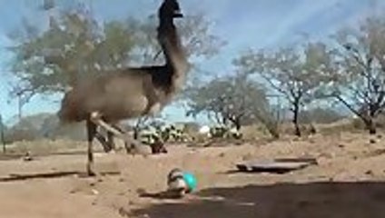 Ostriches freaking out over weasel ball toy