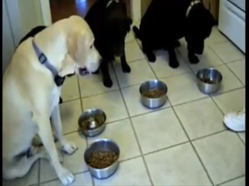 dogs also pray before meal
