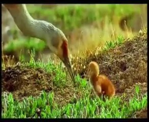 İzleyebileceğiniz en güzel videolardan biri..