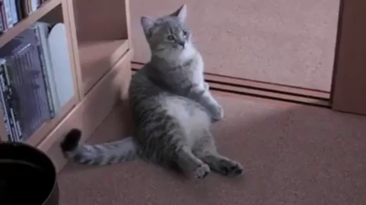 Cat Asking