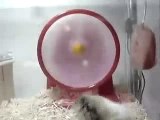 Hamster rigolo