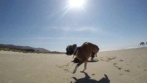 Two Legged Boxer Playing On The Beach Will Make You Happy