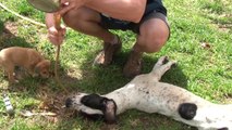 Un chien atteint par le tétanos