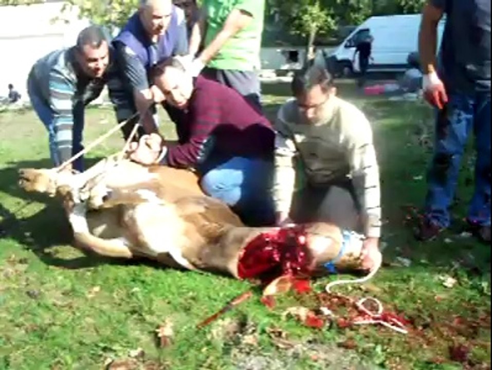 kurban kesimi