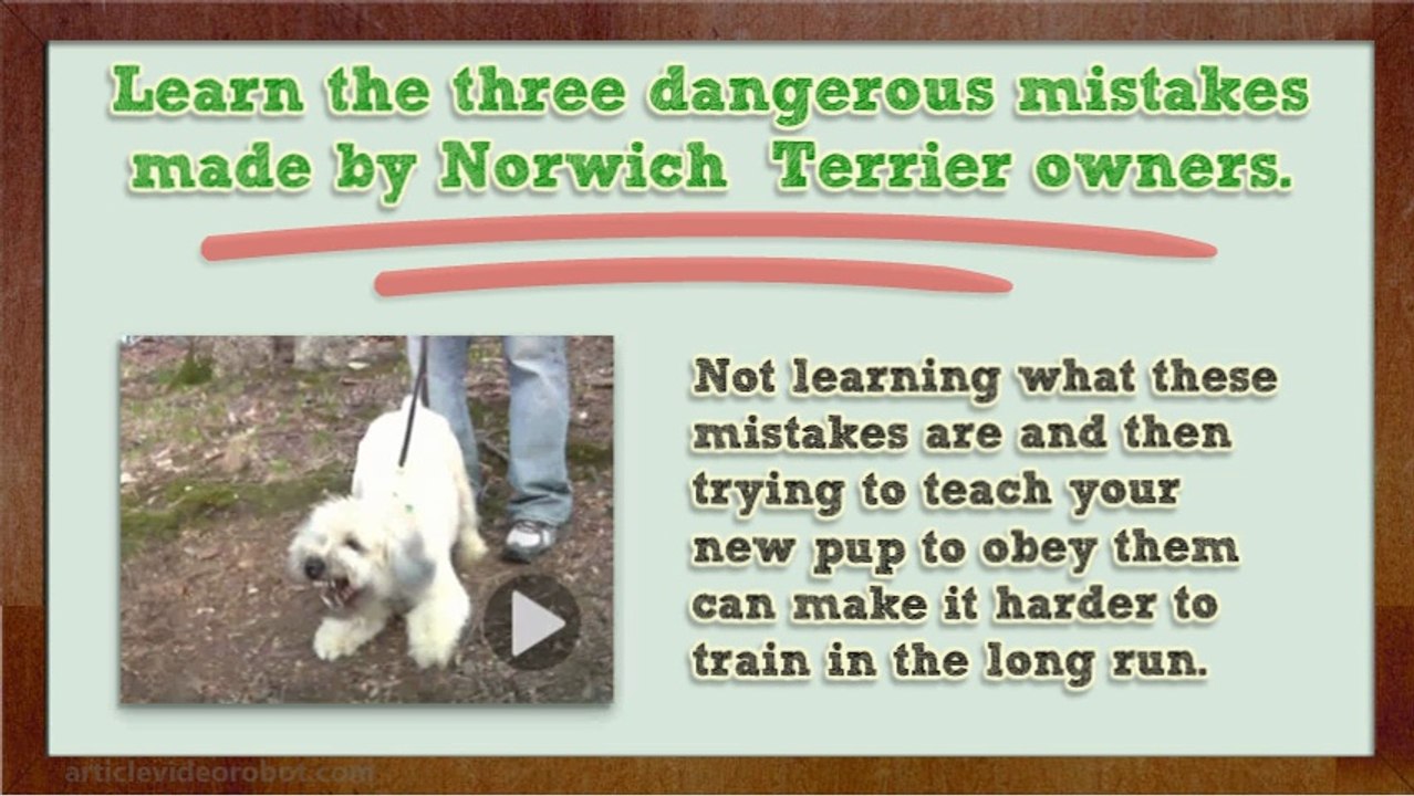 How To Potty Train Your Nortorius Norwhich Terrier!