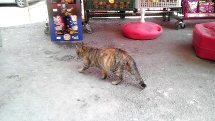 TATLİ KEDİCİK KENDİNE GÜZEL EĞLENCE BULMUŞ...