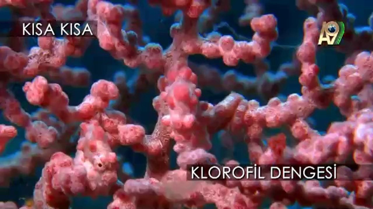 Klorofil dengesi