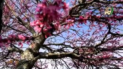 Sayı saymayı bilen ağustos böcekleri