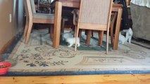 Precious kitten runs straight into a chair