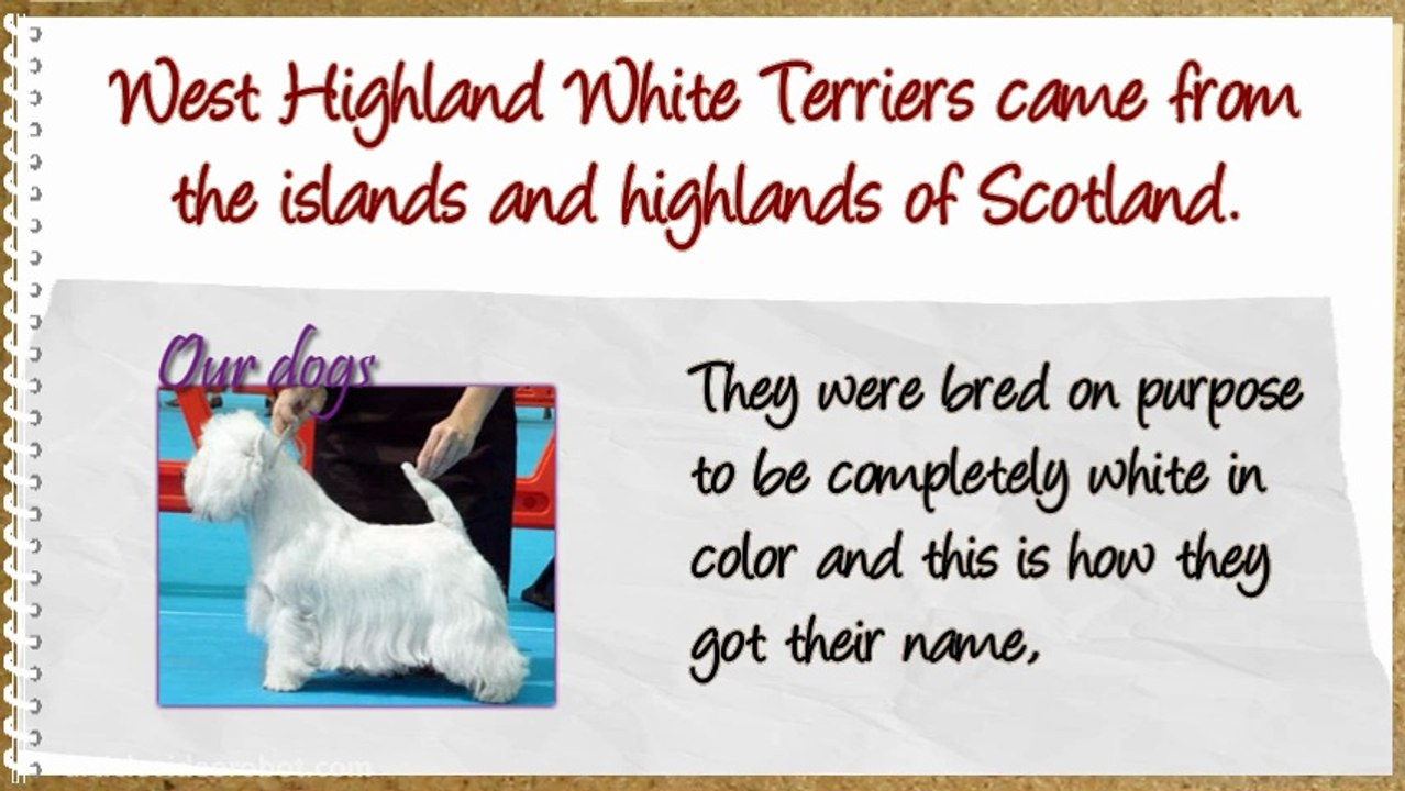 Potty Training West Highland White Terrier Westies!