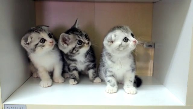 Adorable Kittens Moving Their Heads In Sync