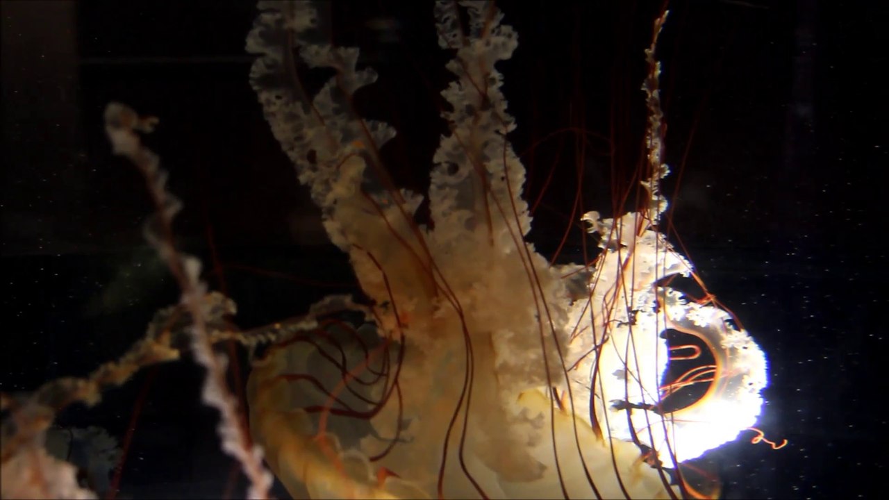 Jellyfish