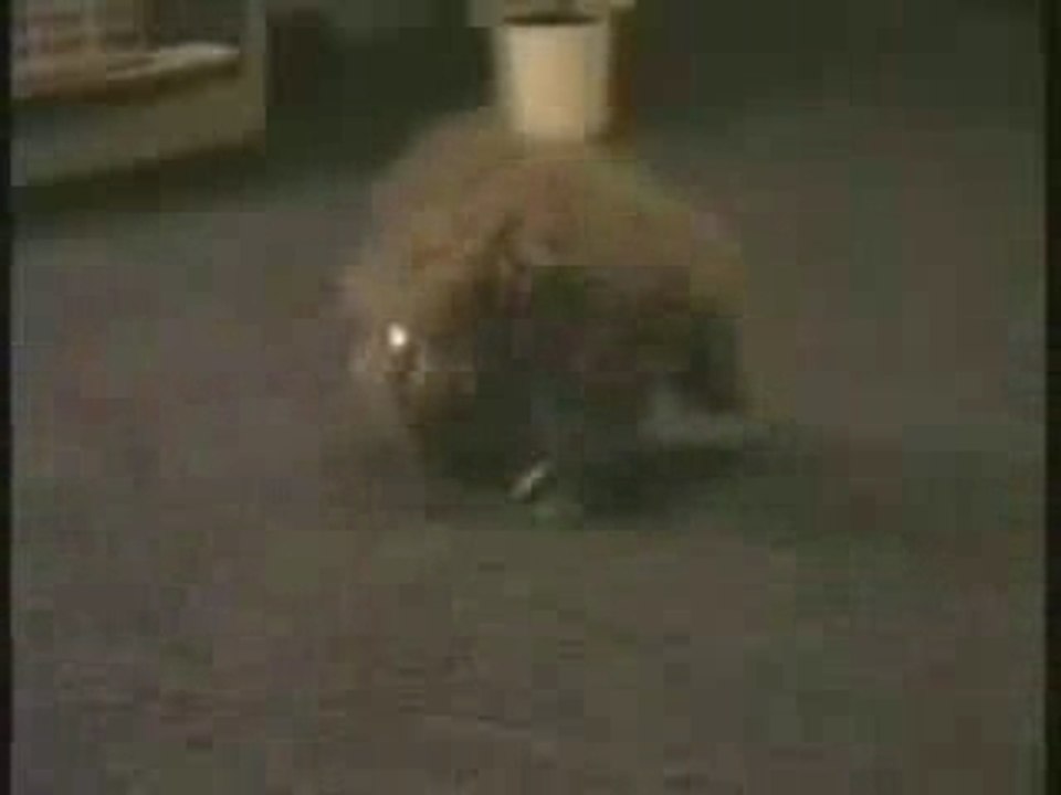 DavidCopperfield_sCat1