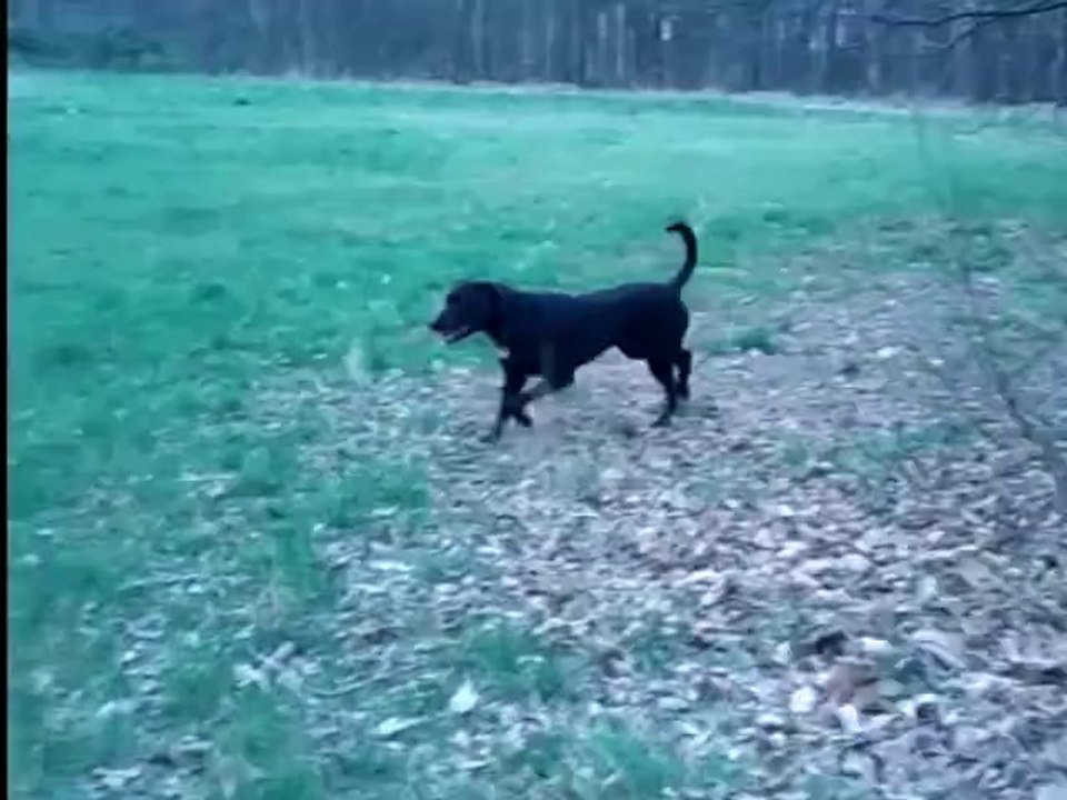 Yok bois, danse avec les loups