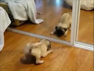 Cute dogs compilation