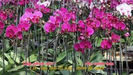 thợ lắp phun sương tự động quận 3 tphcm LH: 0906024649