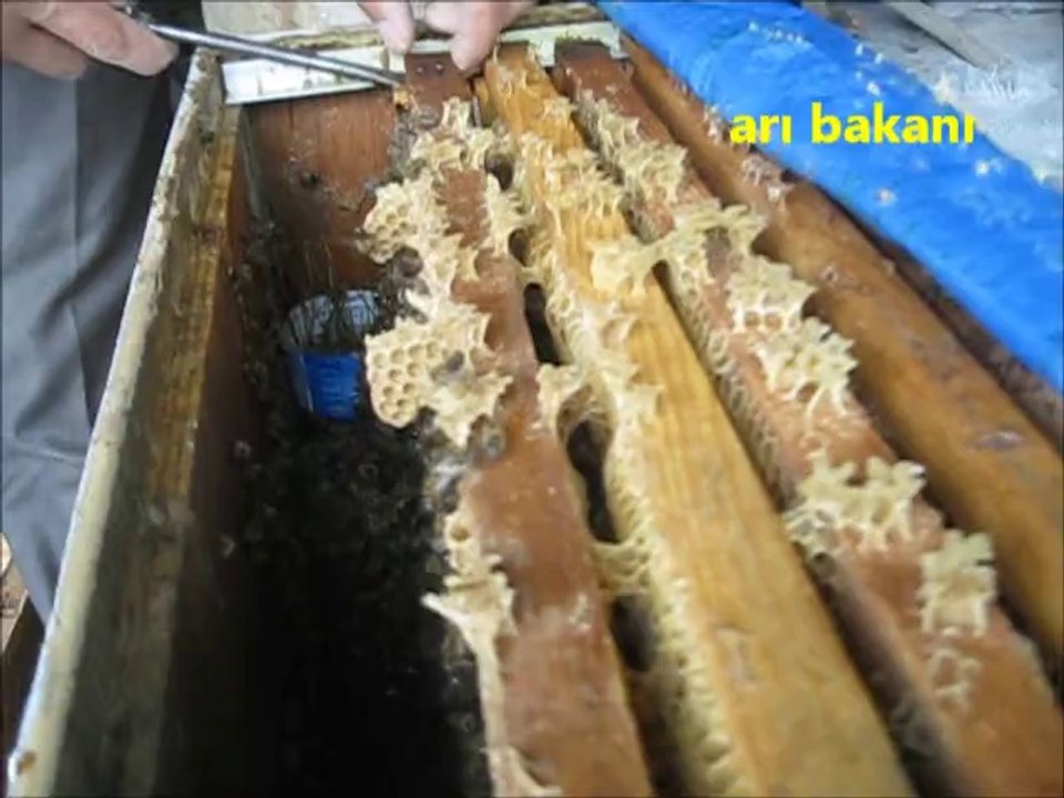 Arı aktarmak