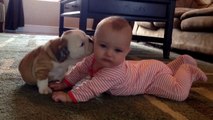 Bulldog Puppy Kissing Baby Is Super Cute