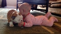 Un jeune bulldog fait des bisous à un bébé! Adorable...