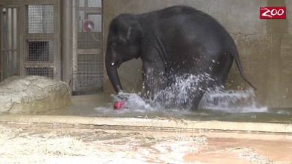 Elephant Playing Water Polo Will Put You In A Good Mood