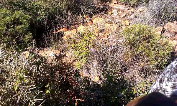 CESİKA KEKLİK KURZHAAR APORT