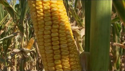 Hibridi kukuruza iz Zemun polja_ 341 _29.03.2014.