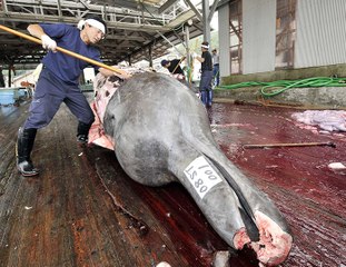 Pêche à la baleine : le Japon dans le collimateur de la justice