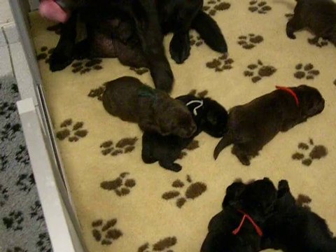 chiots lab 16 jours 2