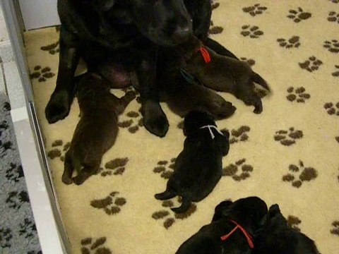 chiots lab 16 jours 1