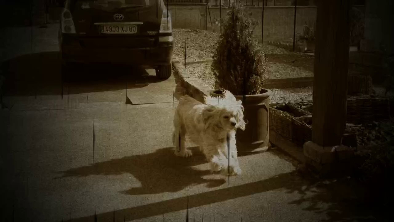 Helfy ( American cocker spaniel )
